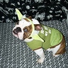 Photo #2 - Yoda Buttercup