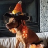 Photo #1 - Candy Corn Witch Dog