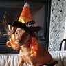 Photo #3 - Candy Corn Witch Dog