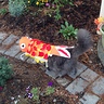 Cat Fish Costume