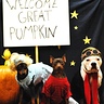 Photo #1 - Welcome Great Pumpkin!!!!