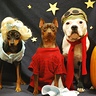 Photo #2 - It's Lucy, Linus and Snoopy! All Waiting for the Great Pumpkin!