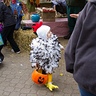 Photo #5 - Chicken Little