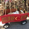 Photo #1 - Circus Lion Baby