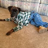 Country Cutie Dog Costume