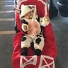 Photo #1 - Cow-Stume - Barn stroller