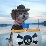 Photo #2 - Cowboy Dog