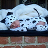 Photo #2 - Dalby the Dalmation (: