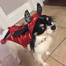 Photo #1 - Full body picture of Lexi in the devil costume