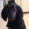 Photo #1 - Dober-poodle