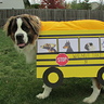 Dog School Bus Costume