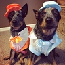 Dumb and Dumber Dogs Costume