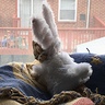 Photo #1 - He's looking out the window and from the back ,it really looks like a bunny!