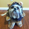 Photo #1 - Prince the Ewok