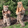 Photo #1 - Ewok Brothers