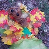 Photo #3 - Fall Fairy