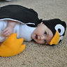 Photo #4 - Flying Penguin