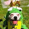 Photo #2 - The Frog Prince