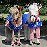 Photo #4 - Tiny Horses in Halloween costumes