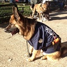 Photo #2 - German shepherd police dog -1 