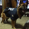 Photo #4 - German shepherd police dog -3