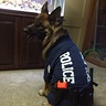 Photo #5 - German shepherd police dog -4