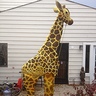 Photo #1 - Jared the Giraffe