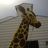 Photo #2 - Giraffe