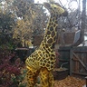 Photo #3 - Giraffe