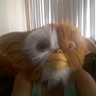 Photo #2 - Gizmo