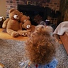 Photo #3 - Goldie Elena and the 3 Bears