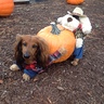 The Great Pumpkin Harvest - Costume for Dogs | DIY Costumes Under $25