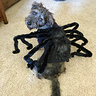 Photo #1 - Griffin, The Spooky Spider