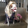 Photo #2 - Diesel the hillbilly with his girlfriend Ursula the dancer.