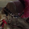 Photo #3 - Don't forget Honey Boo Boo's pet pig named Glitzy!
