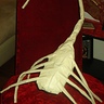 Photo #2 - The face-hugger.