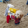 Photo #3 - Dog Carrying a Box of Corona Beer