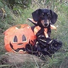 Photo #1 - Jackalweenie