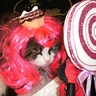Photo #2 - Kitty Purry