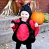 Photo #1 - Ladybug