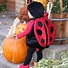 Photo #2 - Ladybug