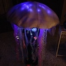 Photo #3 - LED Jelly Fish
