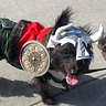 Photo #1 - Murdock as Leif Erikkson the viking and walking in a Halloween pet parade in Long Beach, CA