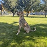 Leopard Cheetah Dog Costume