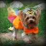 Homemade Pumpkin Costume for Dogs | Creative DIY Costumes