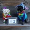 Photo #1 - Lilo & Stitch