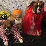 Photo #1 - Little red riding hood and big bad woof and grandma