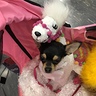 Photo #2 - Nutella in her stroller with her costume