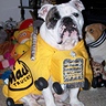 Mack Trucks Dog Costume