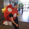 Photo #1 - Magikarp / fish out of water